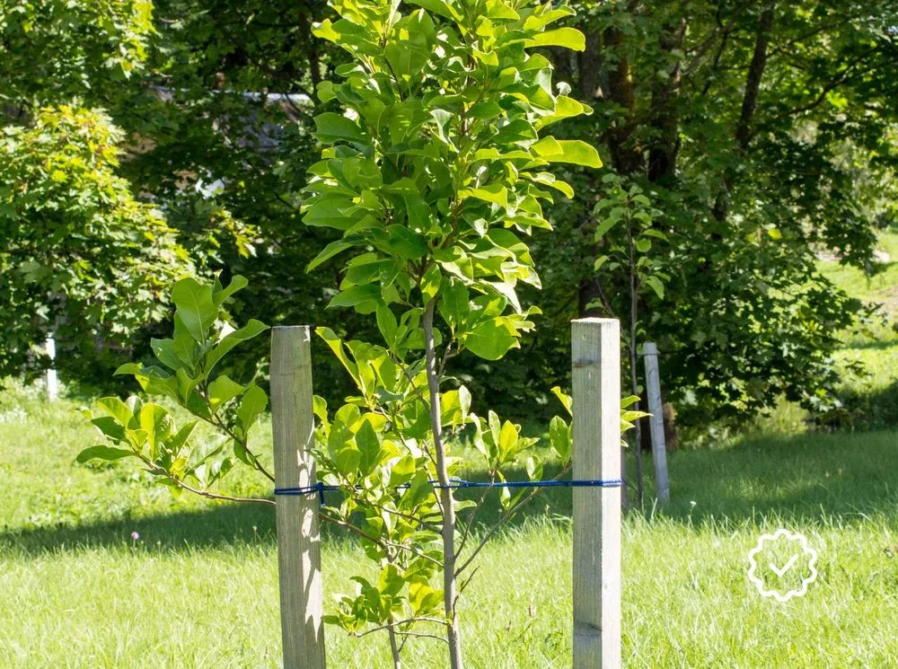 Professional yard cleanup service in Katy, TX - Cody's Tree Services