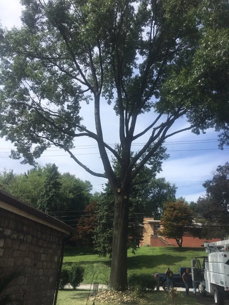 Expert yard maintenance experts serving Castle Shannon, PA - Coffey & Son Tree Service