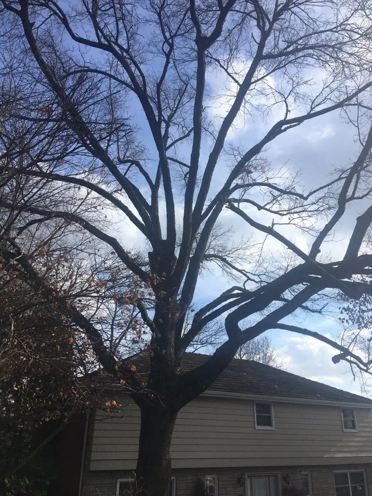 Professional residential landscaping experts serving Castle Shannon, PA - Coffey & Son Tree Service