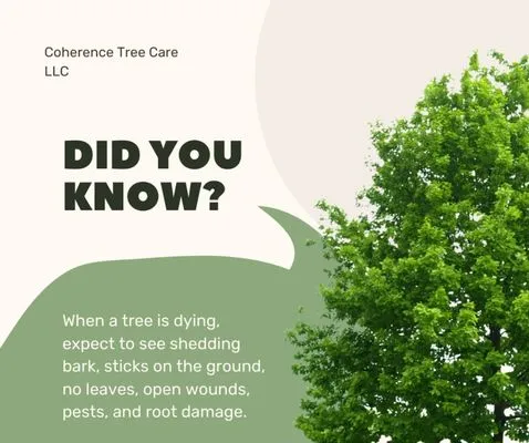 Coherence Tree Care