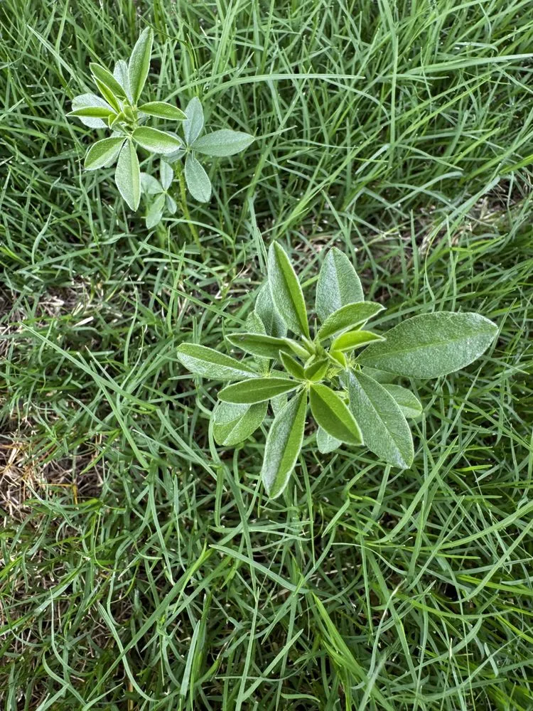 Expert landscape installation for outdoor upgrades in Georgetown, TX by Cohill Home and Landcare Services