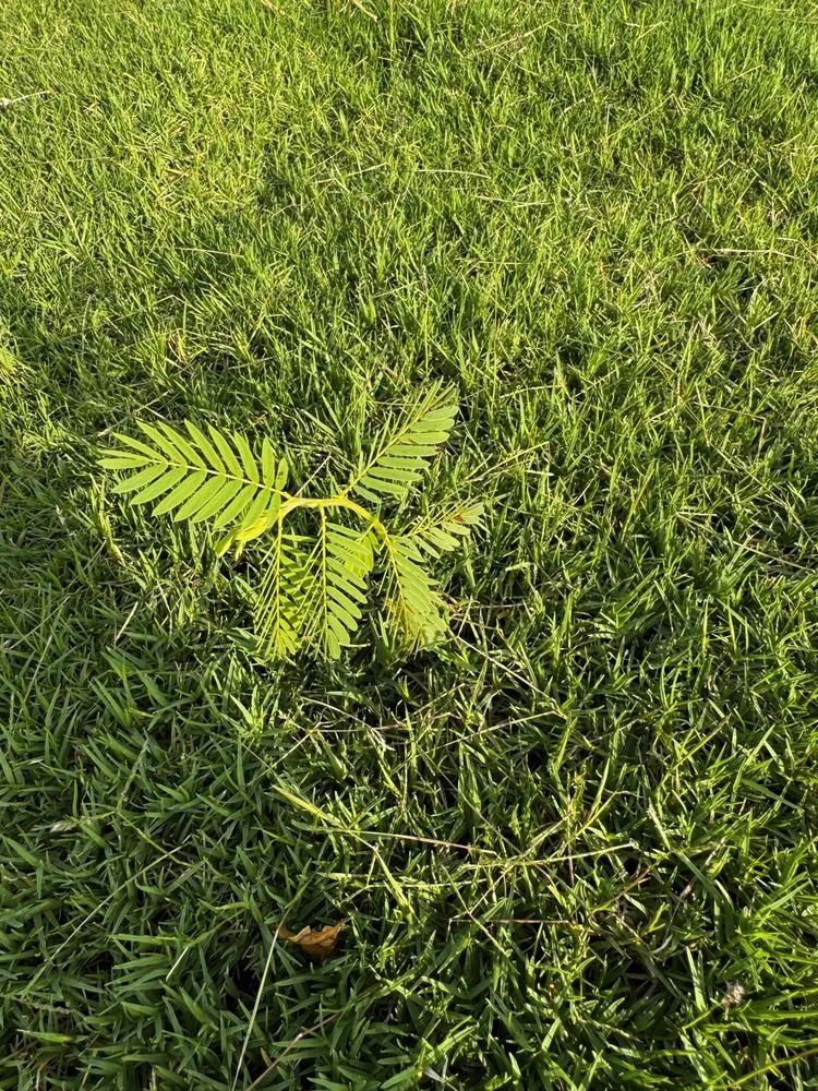 Trusted landscaping services experts serving Georgetown, TX - Cohill Home and Landcare Services