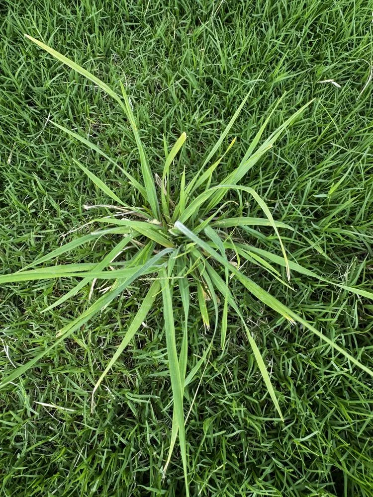 Expert yard cleanup service in Georgetown, TX by Cohill Home and Landcare Services