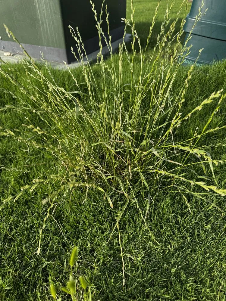 Custom lawn care service for homes across Georgetown, TX - Cohill Home and Landcare Services