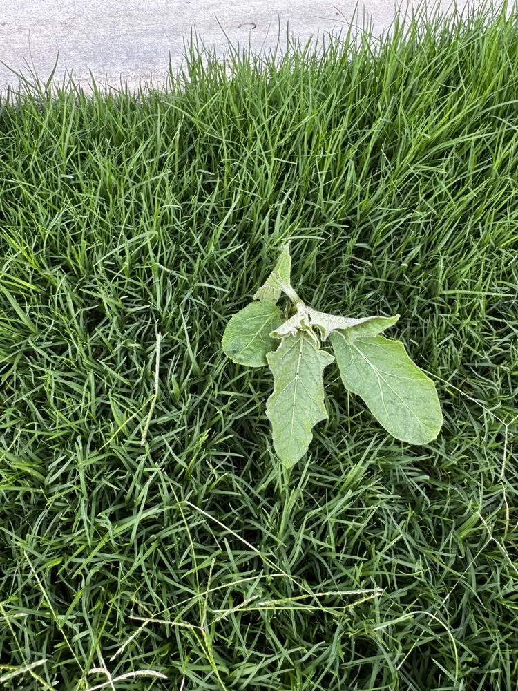Top-rated landscape installation for beautiful yards across Georgetown, TX - Cohill Home and Landcare Services