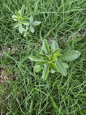 Cohill Home and Landcare Services Logo