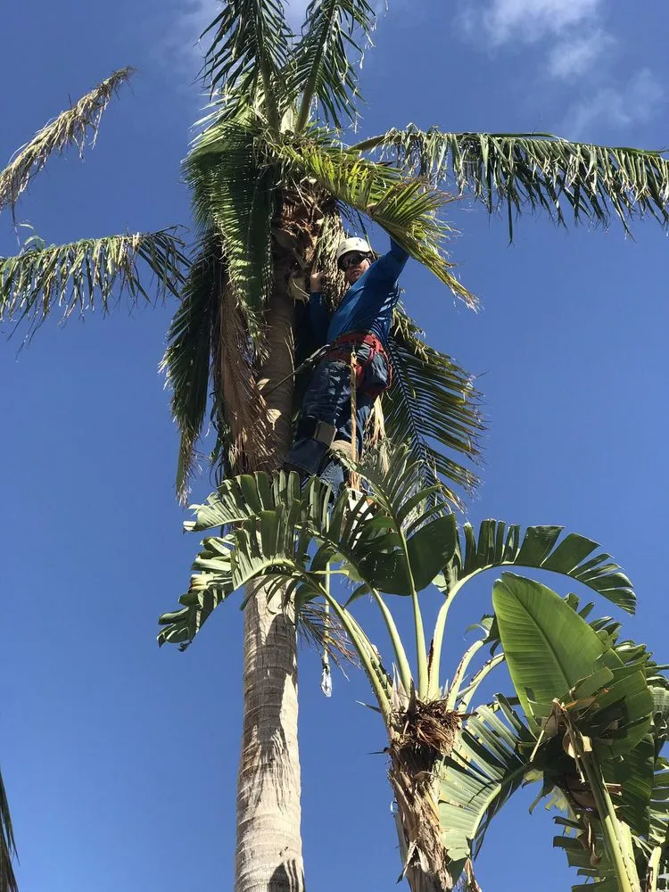 Affordable residential landscaping in Osage Beach, MO - Col-Yer Tree Care