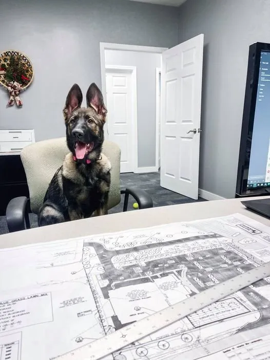 Top-rated landscape design in Ann Arbor, MI by Colarossi Lawn Care