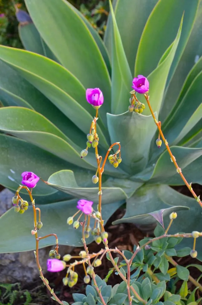 Top-rated outdoor landscaping for outdoor upgrades across Santa Barbara, CA - Cold Springs Landscapes