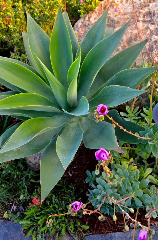 Reliable lawn mowing service in Santa Barbara, CA - Cold Springs Landscapes