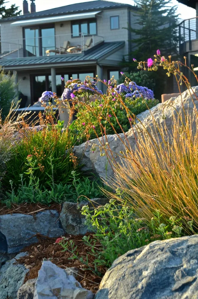 Professional yard maintenance in Santa Barbara, CA - Cold Springs Landscapes