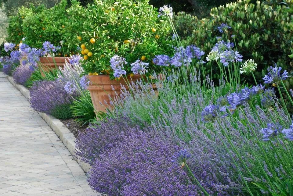 Top-rated lawn mowing service experts serving Santa Barbara, CA - Cold Springs Landscapes