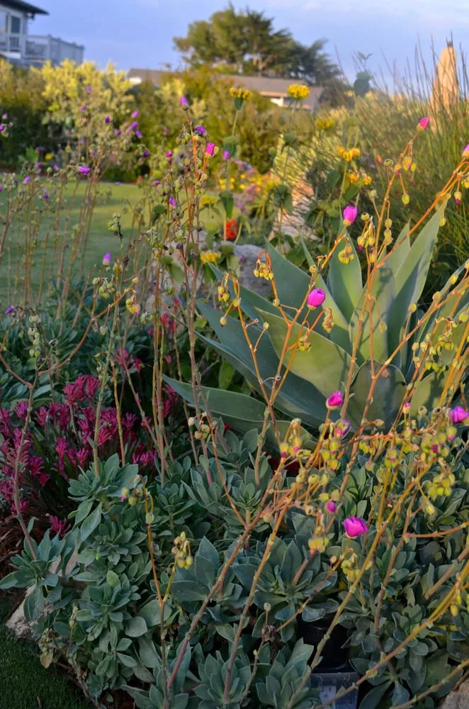 Professional outdoor landscaping in Santa Barbara, CA by Cold Springs Landscapes