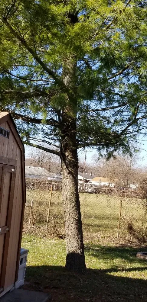 Local lawn mowing service experts serving Springfield, OH - Coleman Lawn and Tree Services