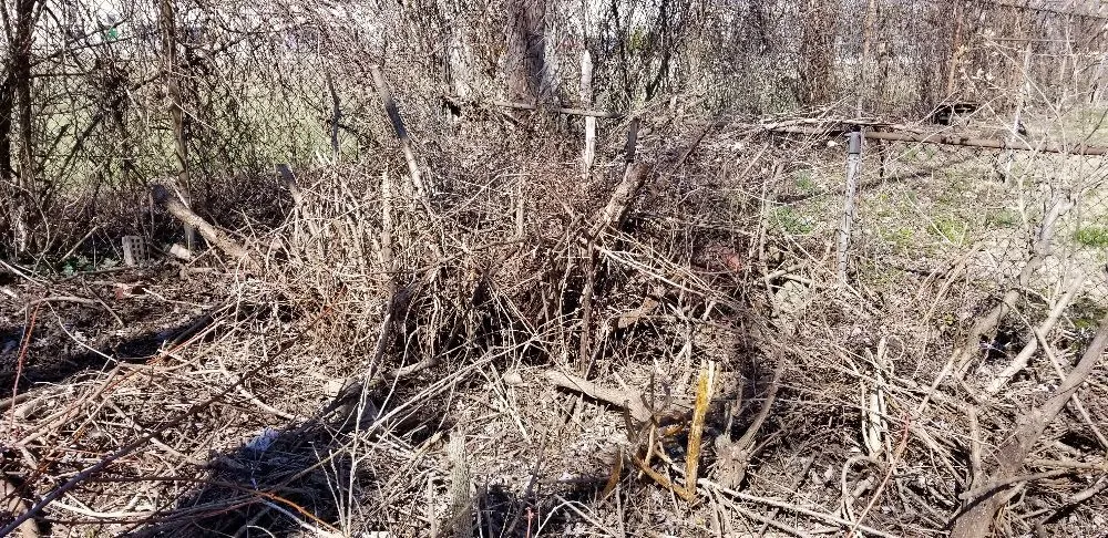 Professional outdoor landscaping for outdoor upgrades across Springfield, OH - Coleman Lawn and Tree Services