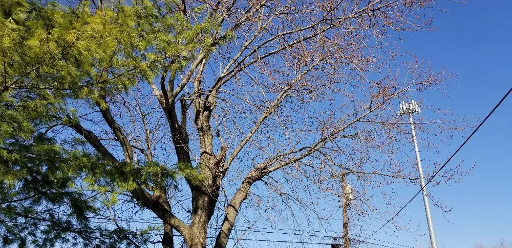 Local landscaping services with custom design across Springfield, OH - Coleman Lawn and Tree Services