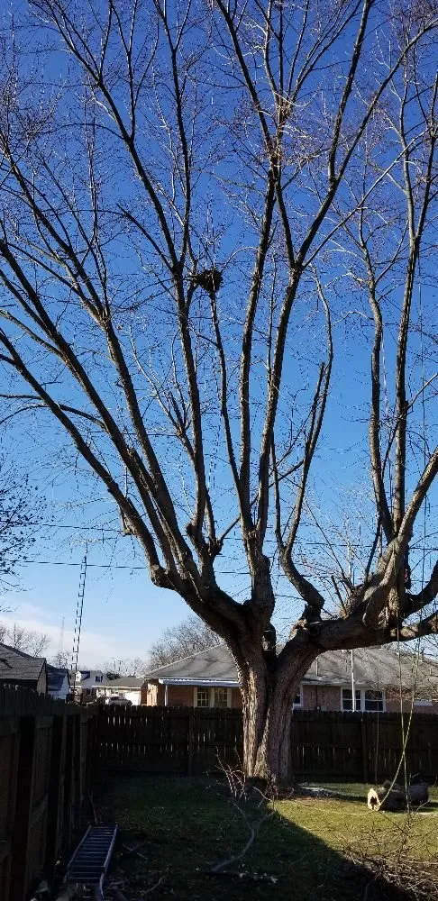 Reliable yard cleanup service for outdoor upgrades across Springfield, OH - Coleman Lawn and Tree Services