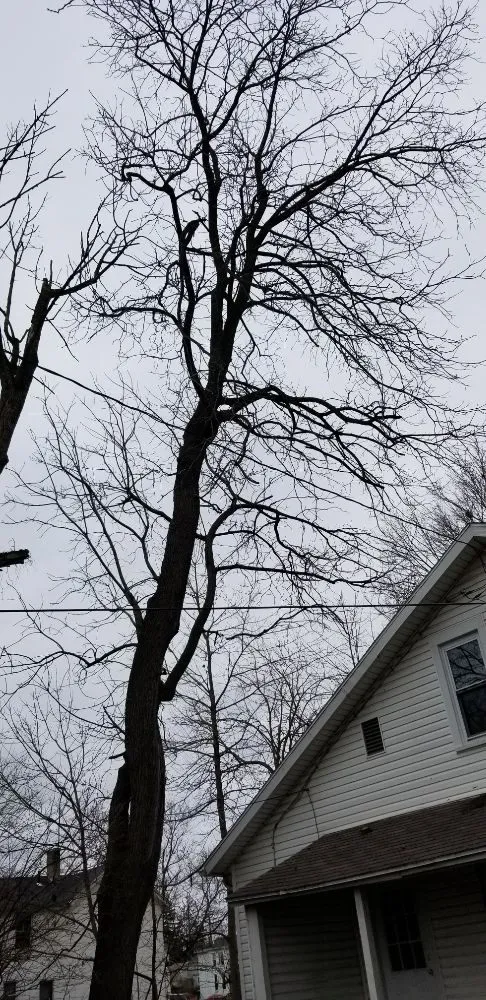 Professional lawn mowing service for year-round maintenance in Springfield, OH by Coleman Lawn and Tree Services