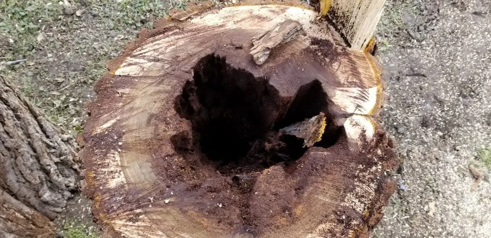 Top-rated landscaping services for outdoor upgrades across Springfield, OH - Coleman Lawn and Tree Services