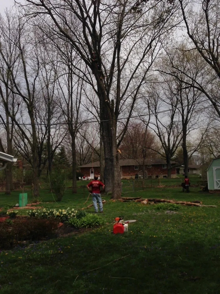 Affordable outdoor landscaping for year-round maintenance in Springfield, OH by Coleman Lawn and Tree Services