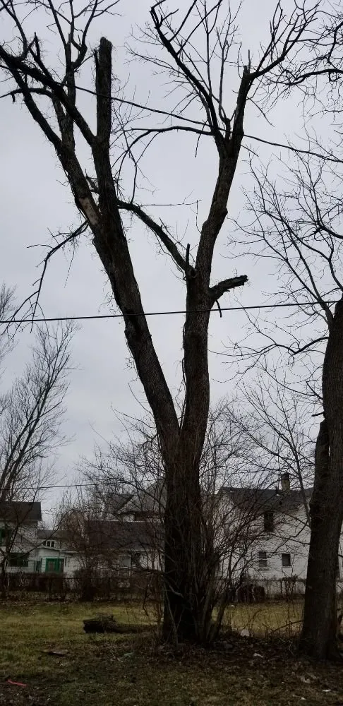 Custom landscaping services in Springfield, OH - Coleman Lawn and Tree Services