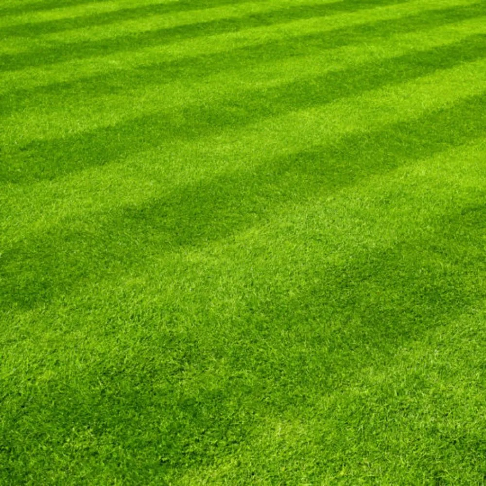 Top-rated landscape design in Clyde, NC - Cole's Lawn Care