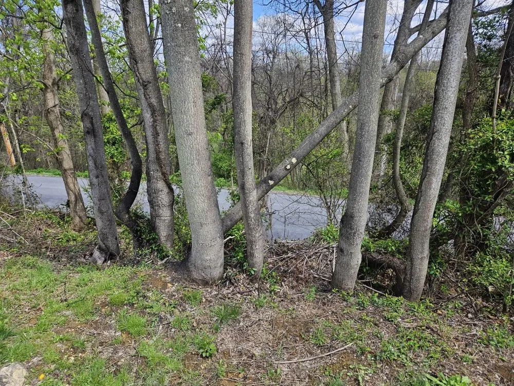 Top-rated lawn care service in Martinsburg, WV by Cole's No Mow Worries