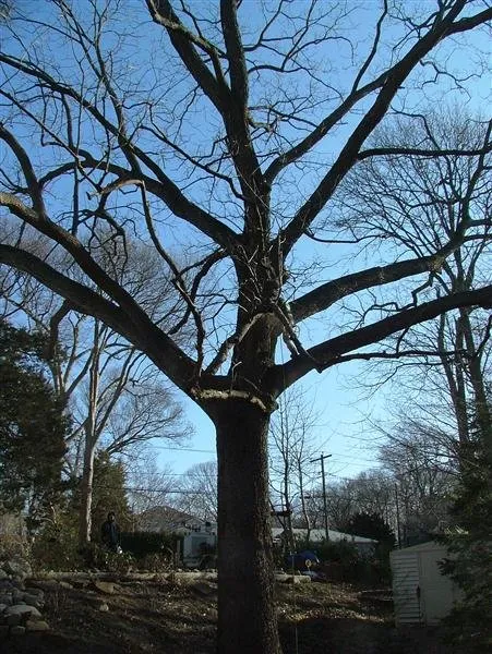 Custom yard cleanup service in Kings Park, NY by Colgan Tree and Landscape Service