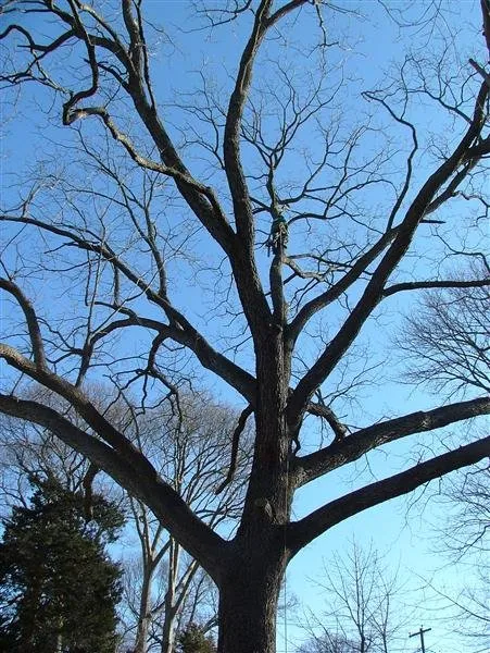 Local residential landscaping in Kings Park, NY - Colgan Tree and Landscape Service