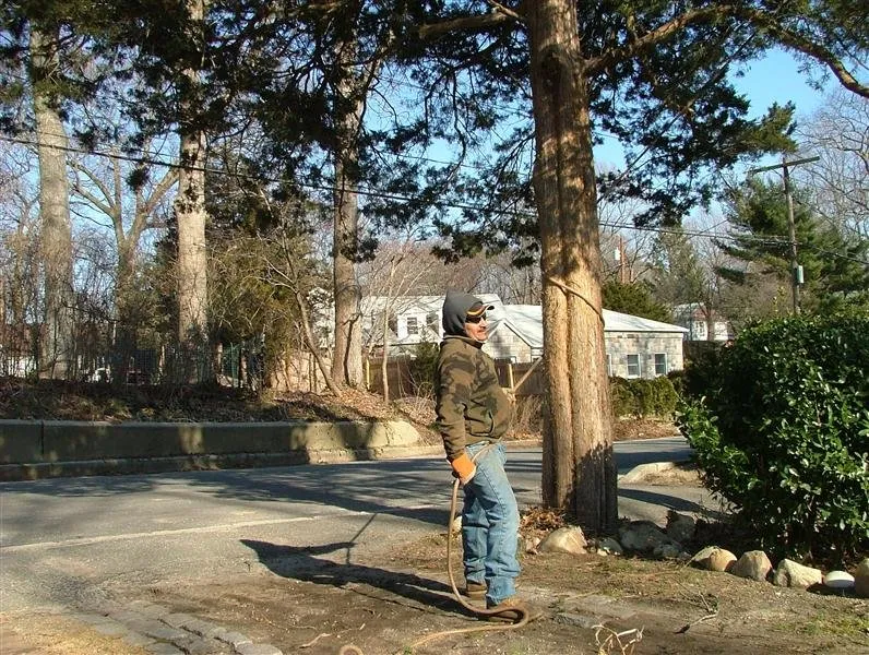 Affordable yard maintenance experts serving Kings Park, NY - Colgan Tree and Landscape Service