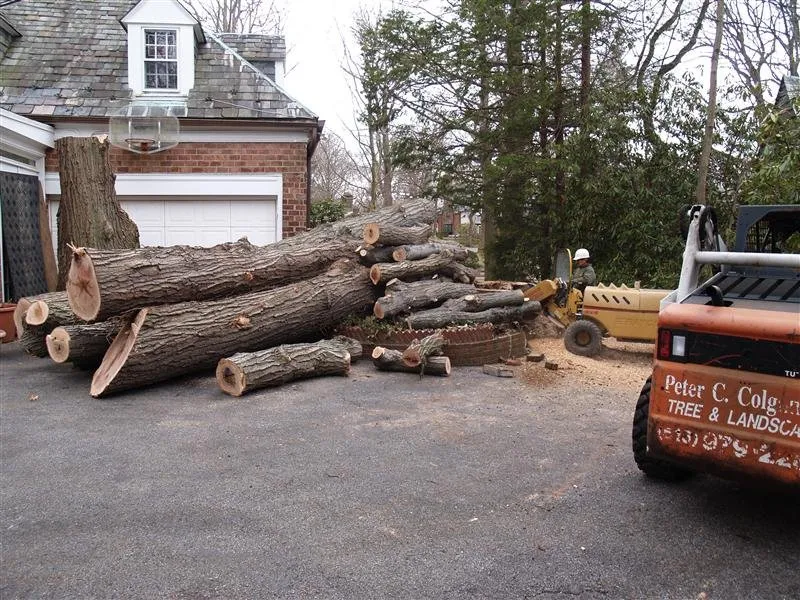 Professional yard maintenance in Kings Park, NY - Colgan Tree and Landscape Service