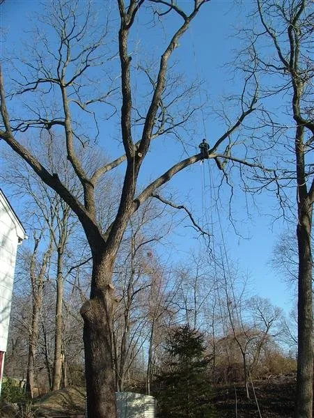 Professional lawn mowing service for year-round maintenance across Kings Park, NY - Colgan Tree and Landscape Service