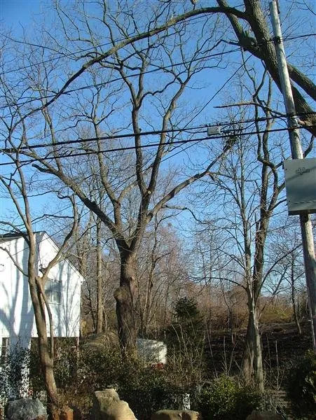 Affordable lawn mowing service near you across Kings Park, NY - Colgan Tree and Landscape Service