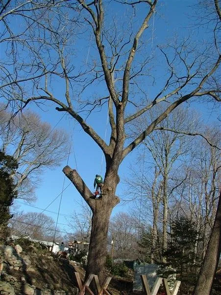 Reliable landscape installation for outdoor upgrades in Kings Park, NY by Colgan Tree and Landscape Service