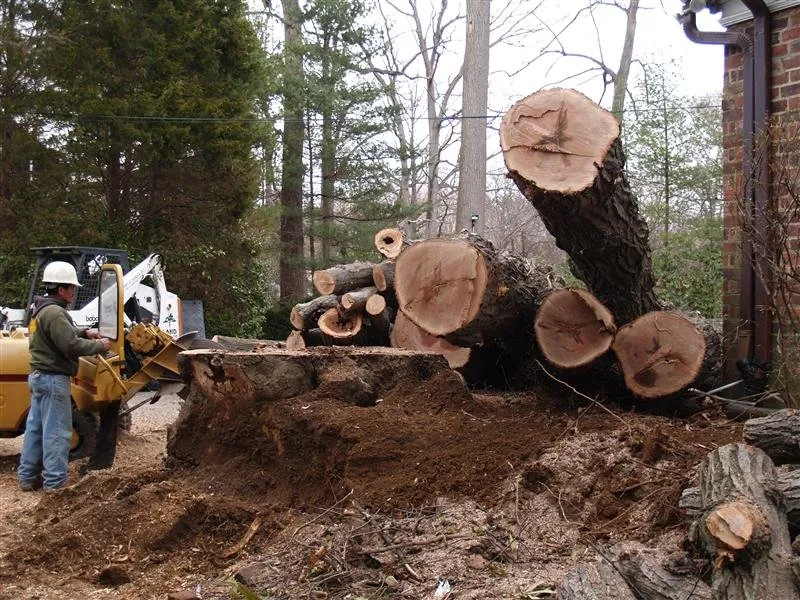 Reliable lawn care service in Kings Park, NY - Colgan Tree and Landscape Service