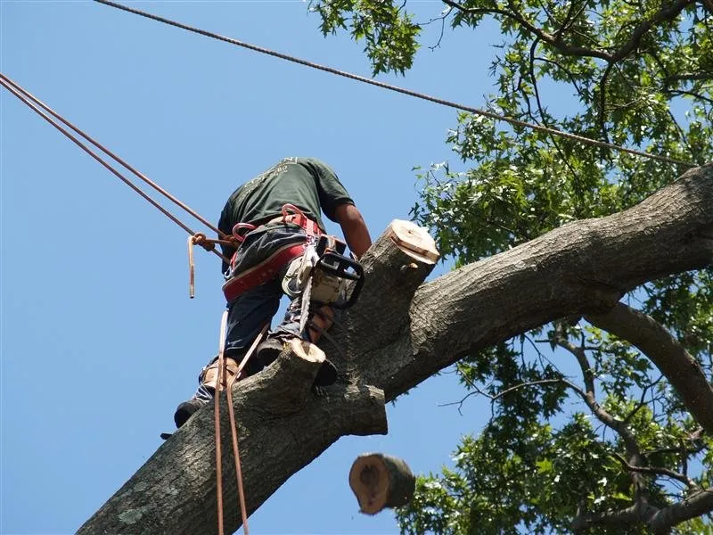 Trusted yard maintenance in Kings Park, NY by Colgan Tree and Landscape Service