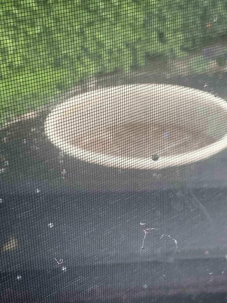 Trusted yard cleanup service in Los Angeles, CA - Colibri Landscape & Design