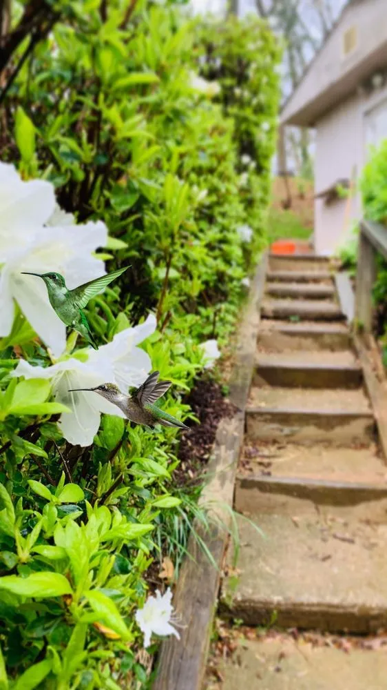 Reliable yard maintenance for homes in Wheaton, MD by Colibri Landscaping & Construction