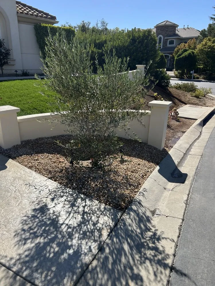 Top-rated yard maintenance in Camarillo, CA by Colima Landscape