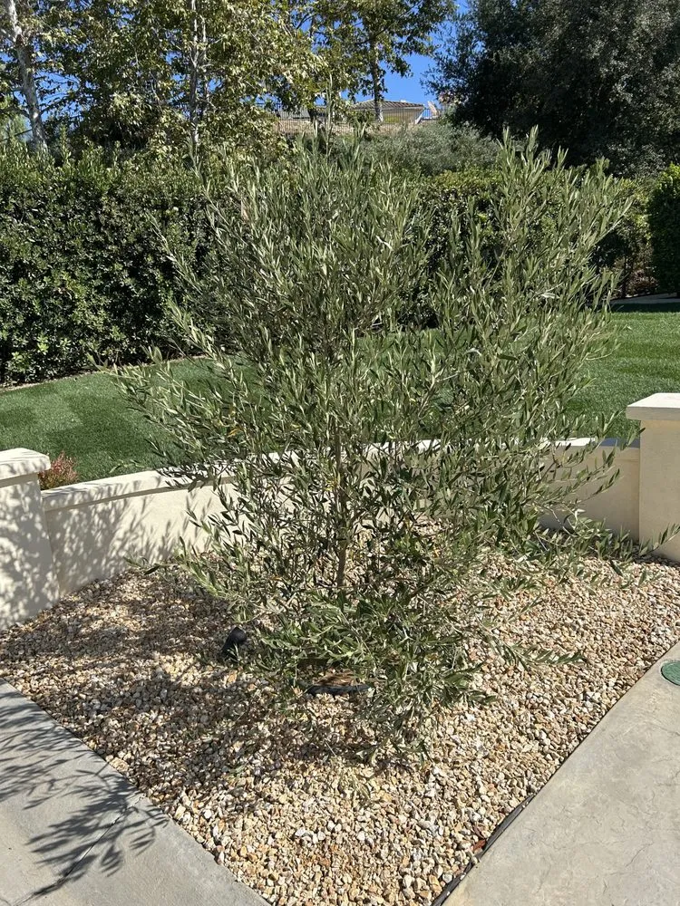 Expert lawn mowing service for year-round maintenance across Camarillo, CA - Colima Landscape