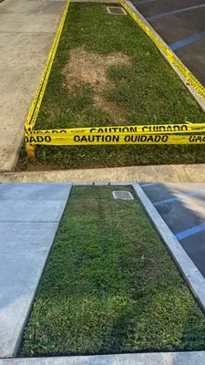 Coliman Landscaping and Tree service Logo