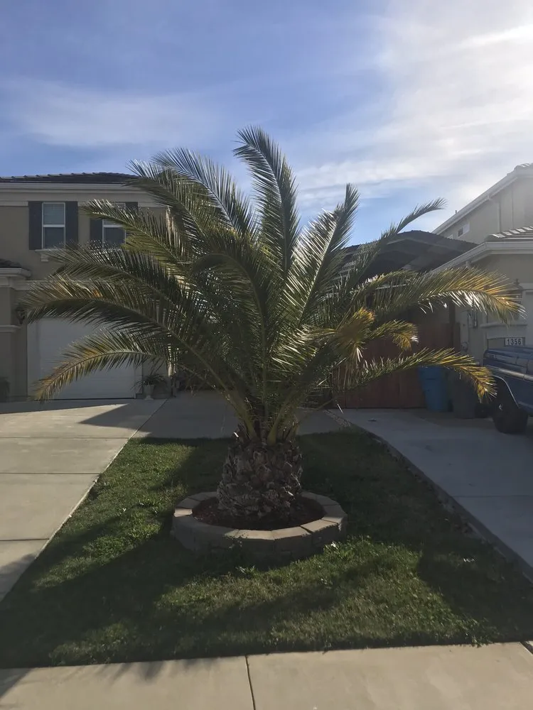 Expert yard cleanup service near you in Marysville, CA by Colin's landscaping