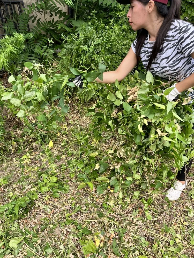 Custom yard maintenance experts serving Brooklyn, NY - Collab Stylez Environmental Cleaning