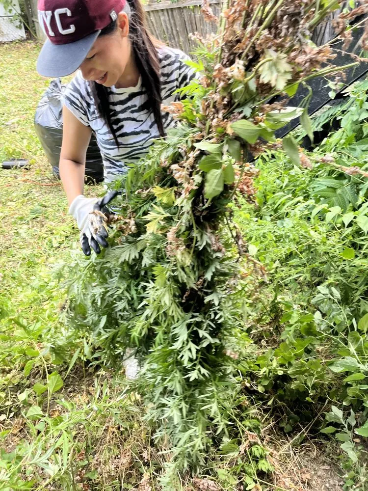 Professional landscaping services for residential properties across Brooklyn, NY - Collab Stylez Environmental Cleaning