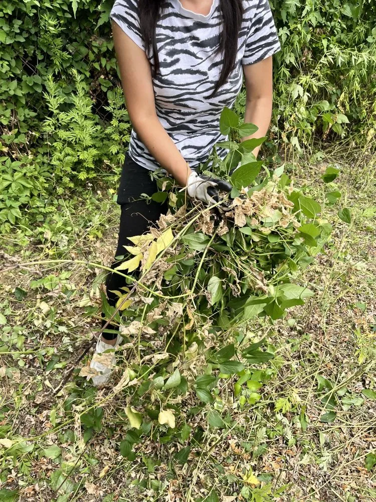 Custom lawn care service for beautiful yards in Brooklyn, NY by Collab Stylez Environmental Cleaning