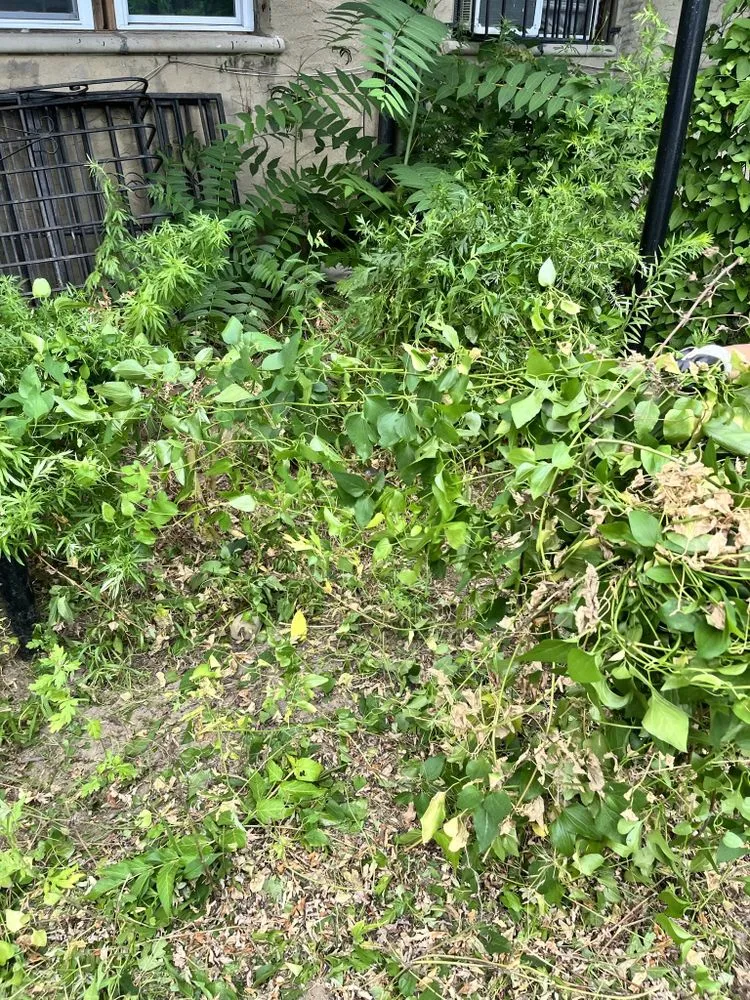 Professional lawn care service experts serving Brooklyn, NY - Collab Stylez Environmental Cleaning