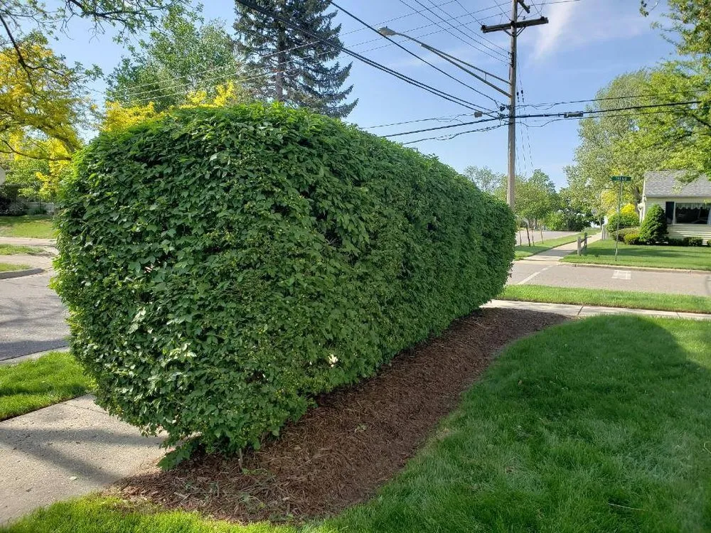 Expert lawn mowing service for beautiful yards in Rochester Hills, MI by College Care Landscaping