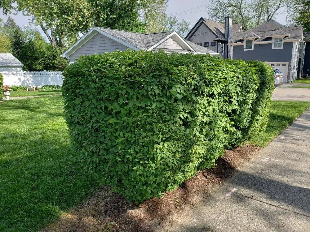 Expert landscape installation with custom design across Rochester Hills, MI - College Care Landscaping