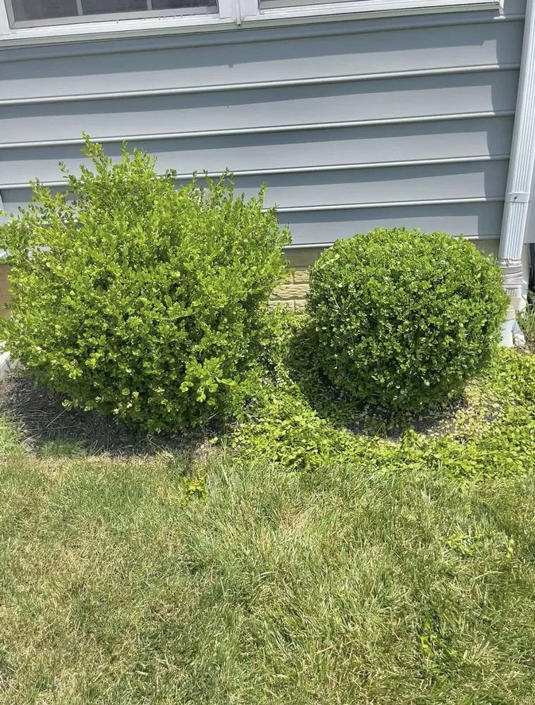 Professional residential landscaping in Columbus, OH - College Student Landscaping