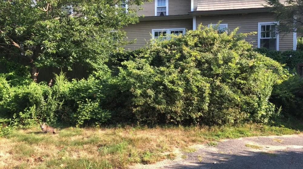 Trusted landscape design in Peabody, MA - College Student Lawn Care